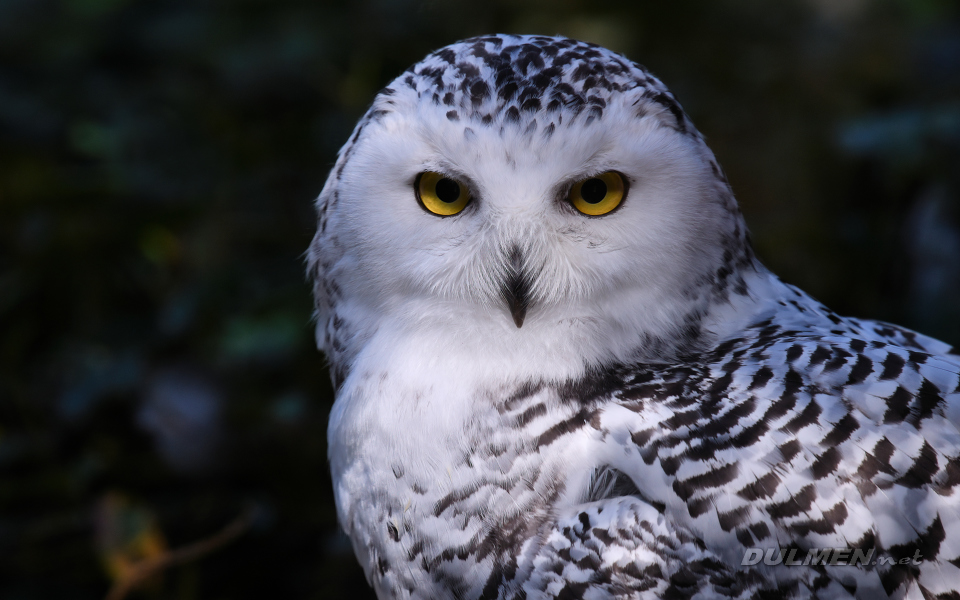 Snowy owl (Bubo scandiacus)